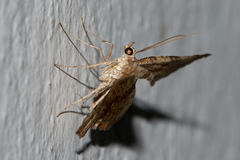 Corymica