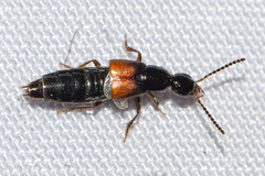 Philonthus variipennis
