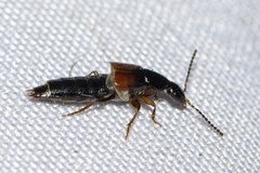 Philonthus variipennis