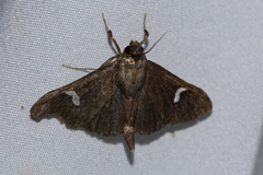 Nosophora