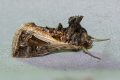 Thysanoplusia lectula