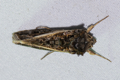 Thysanoplusia lectula