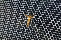 Stathmopoda stimulata