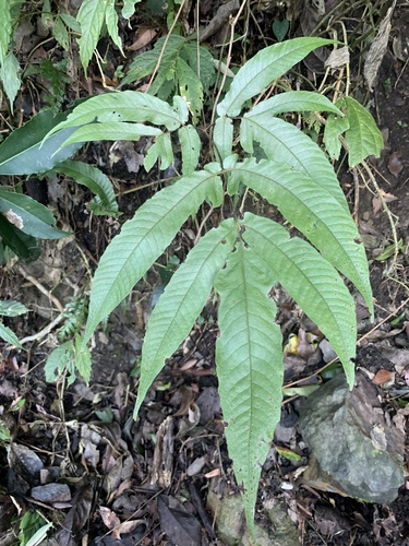 Tectaria simonsii (Tectaria simonsii)