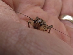 Anurogryllus arboreus
