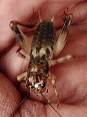 Anurogryllus arboreus