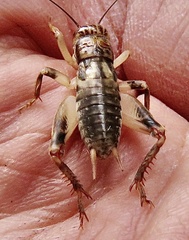 Anurogryllus arboreus