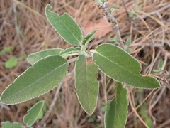 Salvia fruticosa