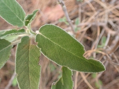 Salvia fruticosa
