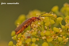 Rhagonycha nigritarsis