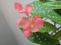 Begonia