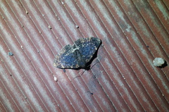 Diomea cremata
