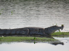 Caiman crocodilus crocodilus