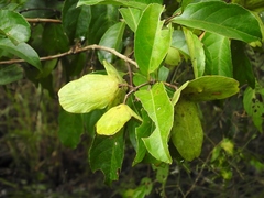 Semialarium mexicanum