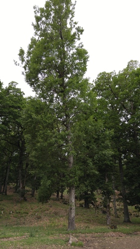 Quercus afares image