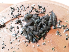 Cryptella canariensis