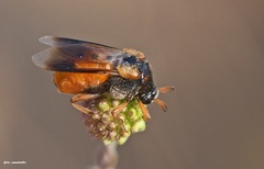 Ripiphorus subdipterus
