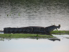 Caiman crocodilus crocodilus