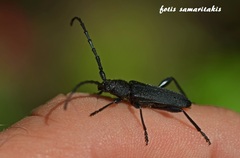 Ropalopus clavipes