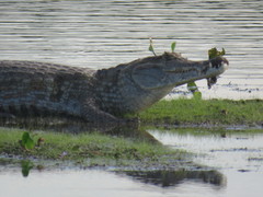 Caiman crocodilus crocodilus