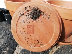 Cryptella canariensis