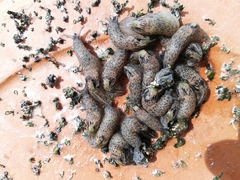 Cryptella canariensis