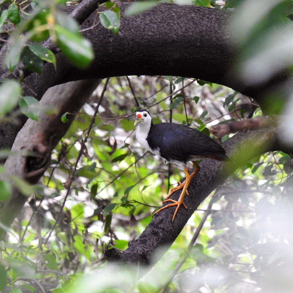 White-breasted Waterhen