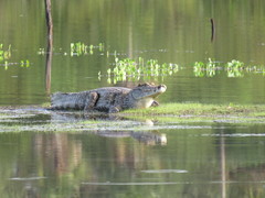 Caiman crocodilus crocodilus