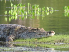 Caiman crocodilus crocodilus