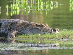 Caiman crocodilus crocodilus