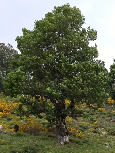 Mirbeck's oak