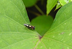 Diedrocephala variegata