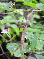 Tripogandra serrulata