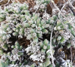 Trichodiadema marlothii