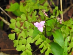 Tripogandra serrulata