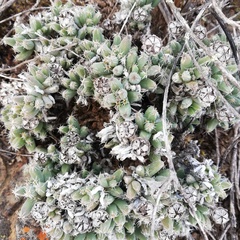 Trichodiadema marlothii