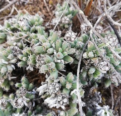 Trichodiadema marlothii