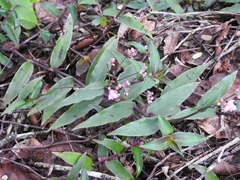 Tripogandra serrulata