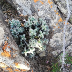 Trichodiadema marlothii