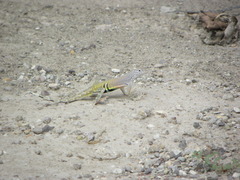 Cophosaurus texanus scitulus