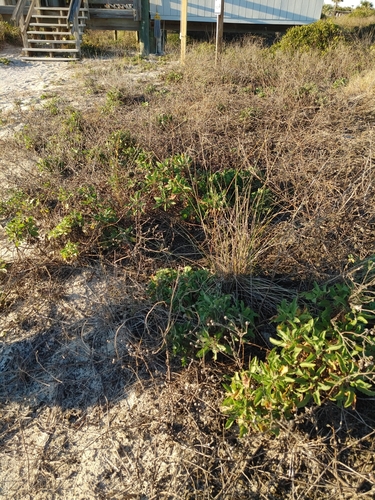 Heterotheca subaxillaris image