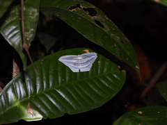 Acropteris rectinervata