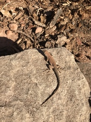 Uta stansburiana uniformis