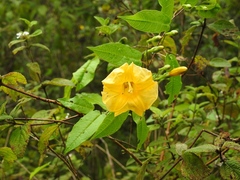 Ipomoea aurantiaca