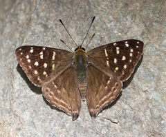 Dodona dipoea