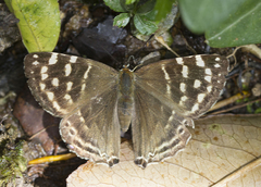 Dodona dipoea