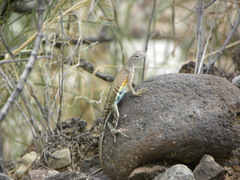 Cophosaurus texanus scitulus