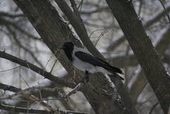 Corvus cornix