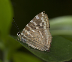 Dodona dipoea