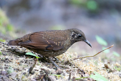 Zoothera marginata